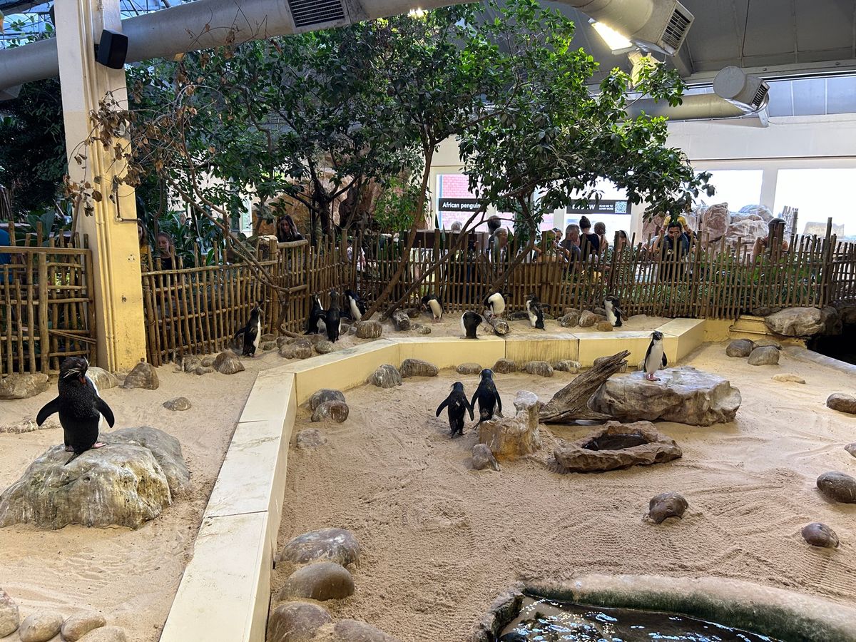 Two Oceans aquarium🐠