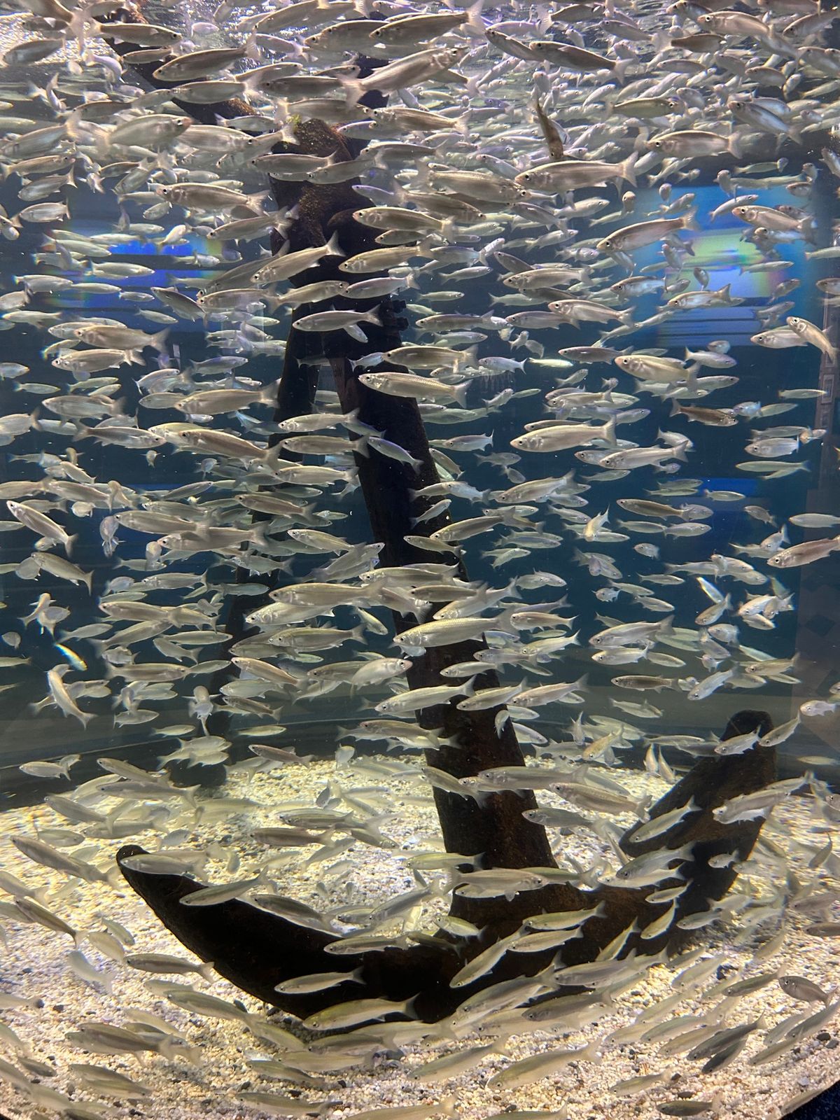 Two Oceans aquarium🐠