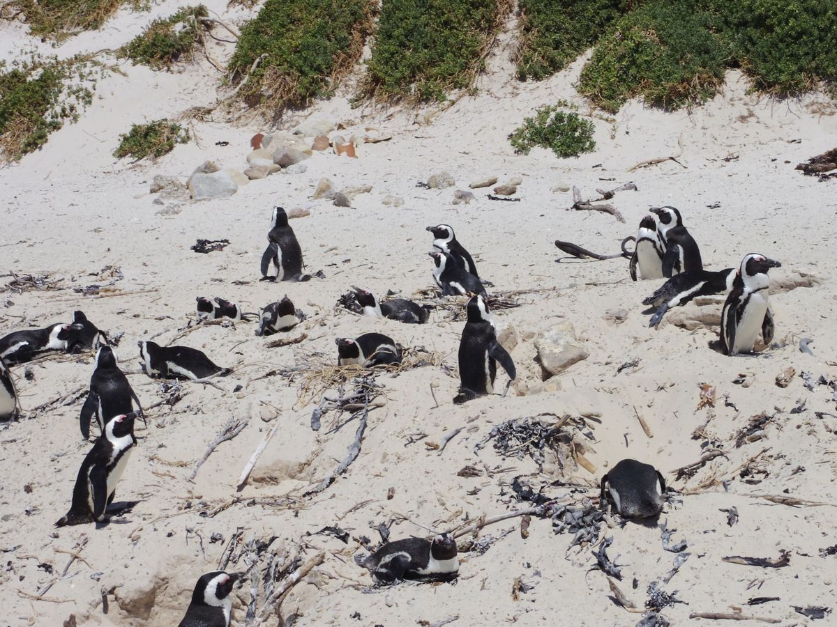 ケープペンギンに会えるBoulders Beach🐧