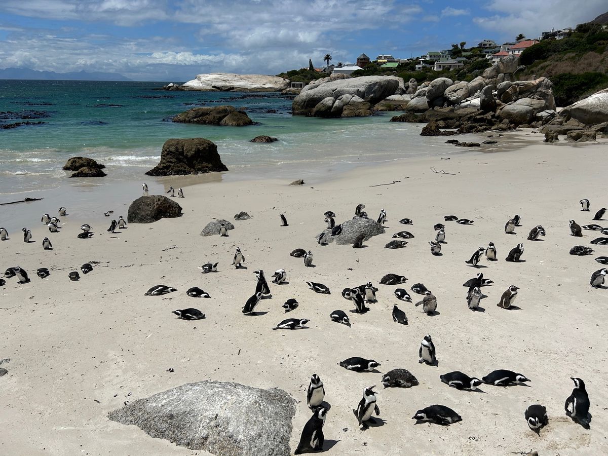 ケープペンギンに会えるBoulders Beach🐧