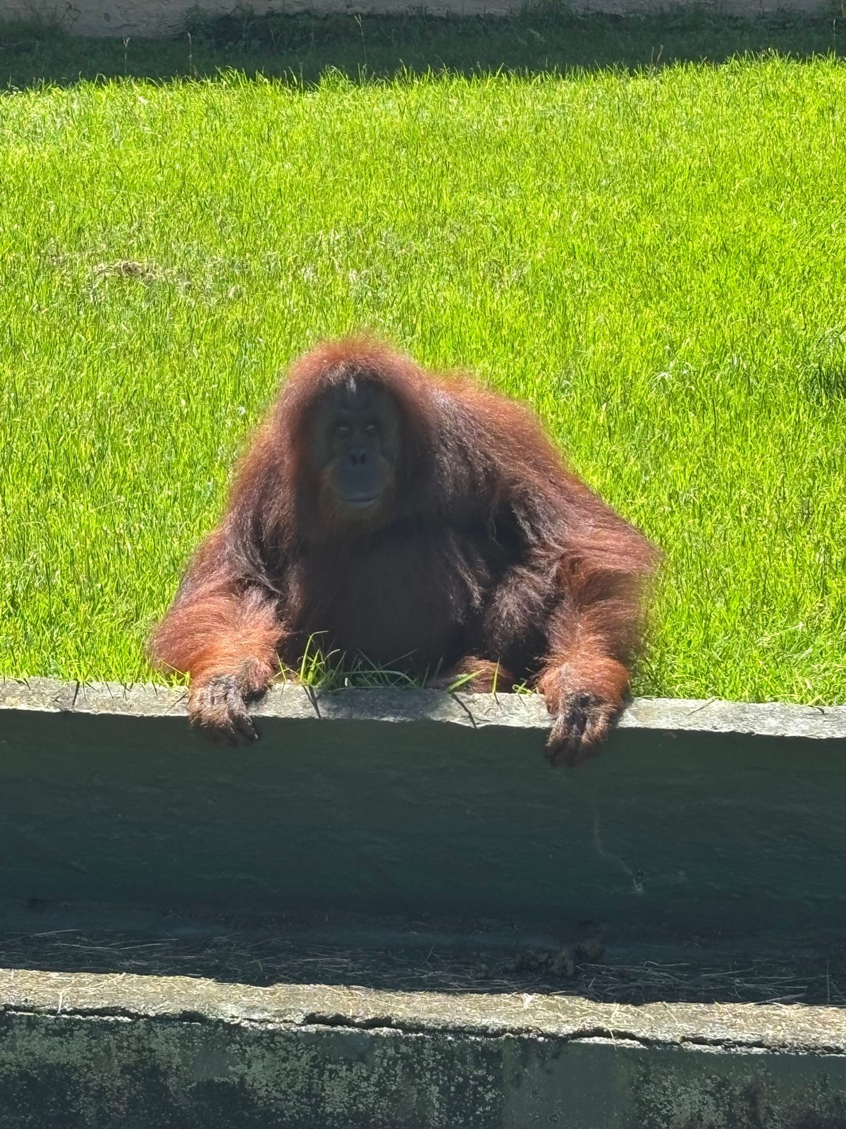 Natal Zoological Gardens
ライオンパークの隣にある...