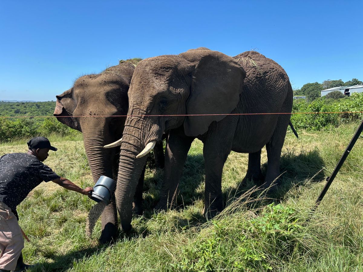 ライオンパークでライオンと象が見れます。通常のサファリのように車で入るとラ...