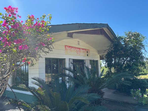 南アフリカ・ライオンパーク「ライオンパーク」の写真：ライオンパークでライオンと象が見れます。...