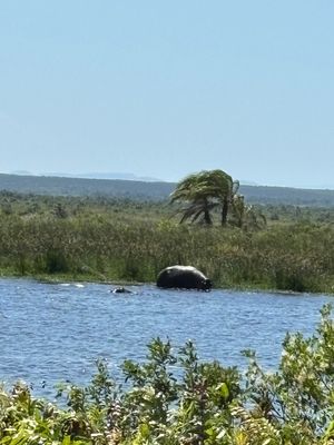 Eastern Shoresを回りました。池に浸かっているカバやバッファロ...