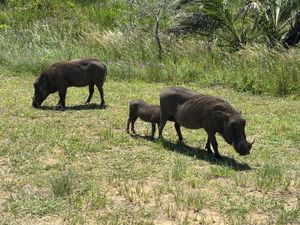 Eastern Shoresを回りました。池に浸かっているカバやバッファロ...