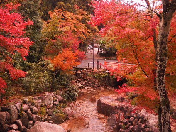 日本・宮島「広島、宮島旅行」の写真