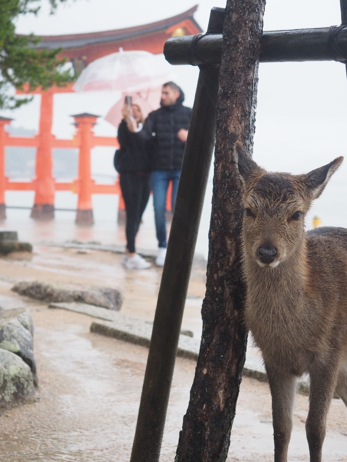 干潮なのに雨ひどすぎて笑