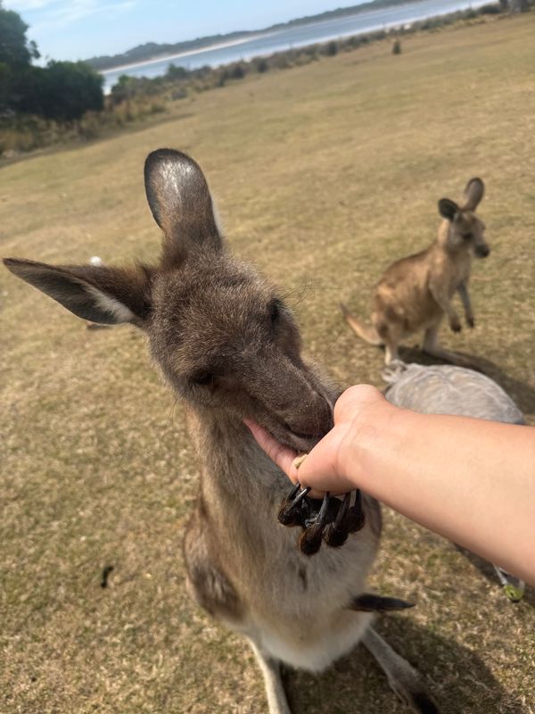 オーストラリア連邦・メルボルン「動物旅」の写真：母カンガルー
