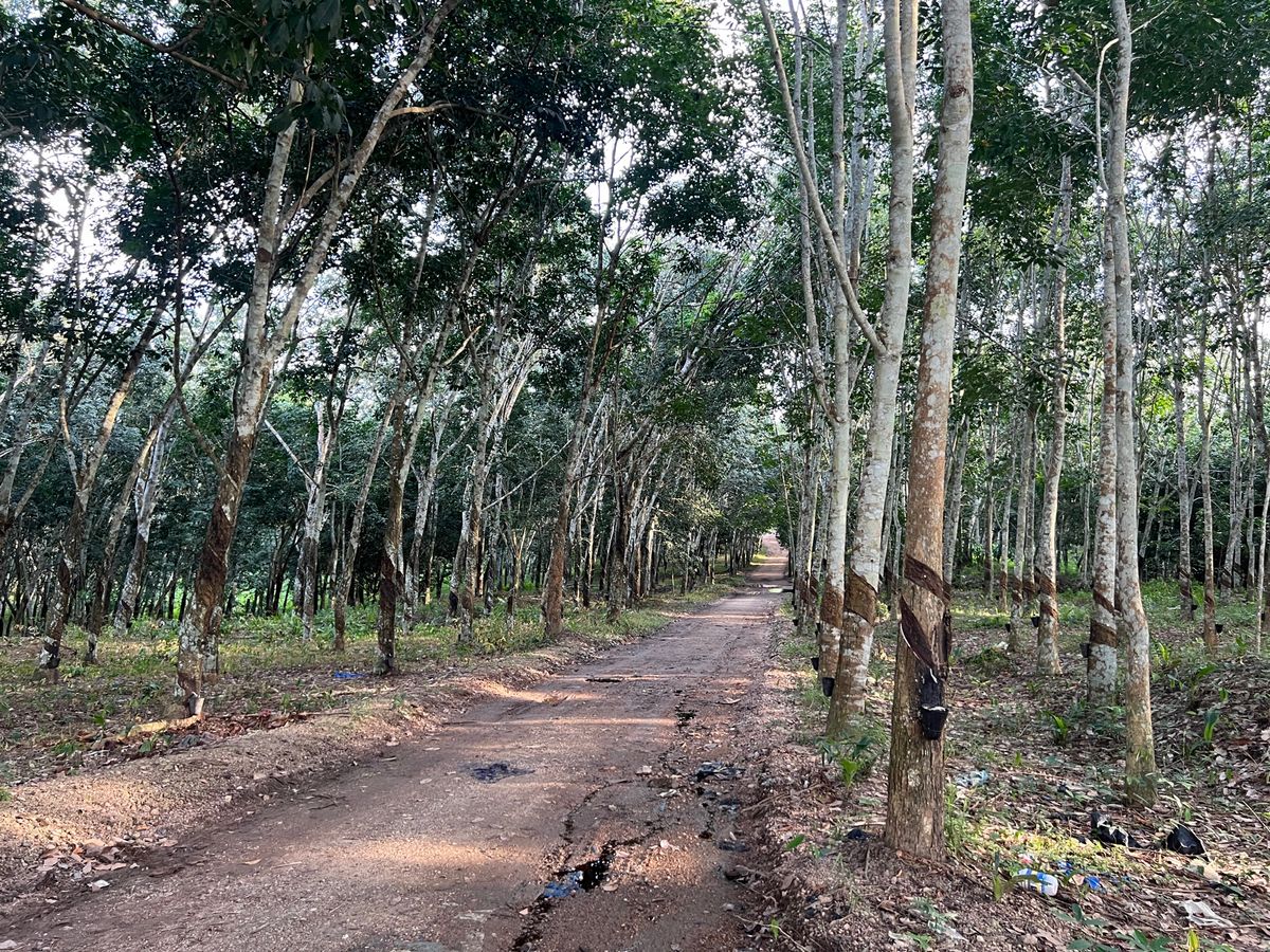 ゴムの木からの天然ゴム採取の様子