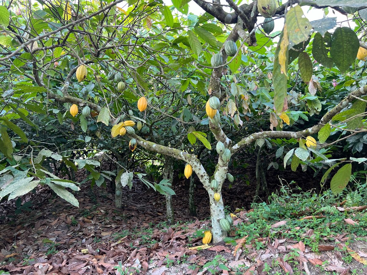 カカオの木