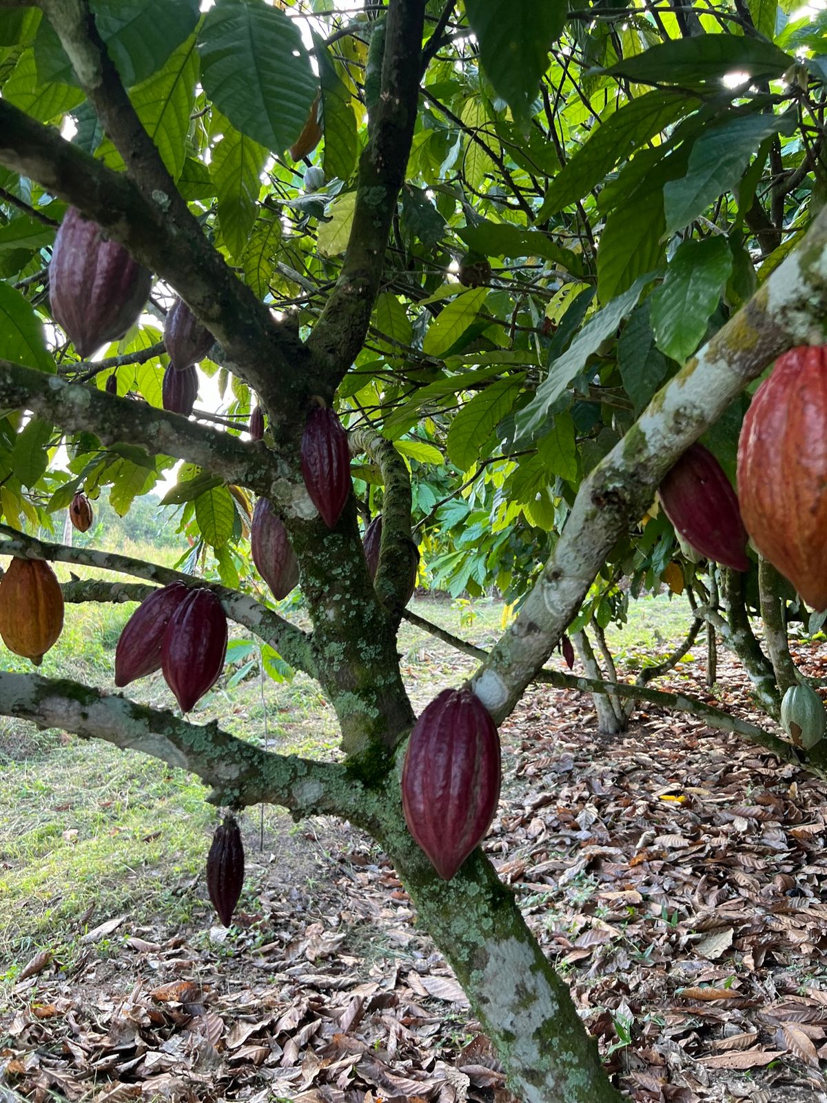 カカオの木