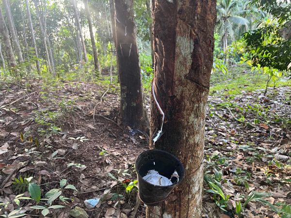 コートジボワール・Paris「コートジボワール出張1」の写真：ゴムの木からの天然ゴム採取の様子