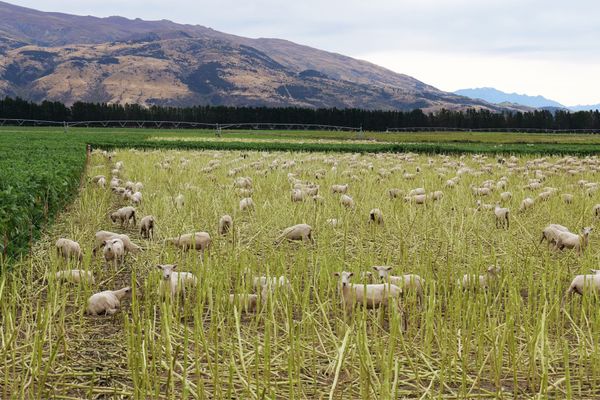 ニュージーランド・Christchurch「ニュージーランド旅行」の写真：田舎の風景