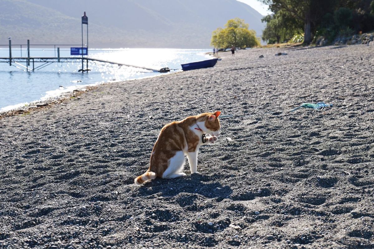 ミルフォードサウンド の玄関口
ここで一泊して朝イチででるのがお勧め
