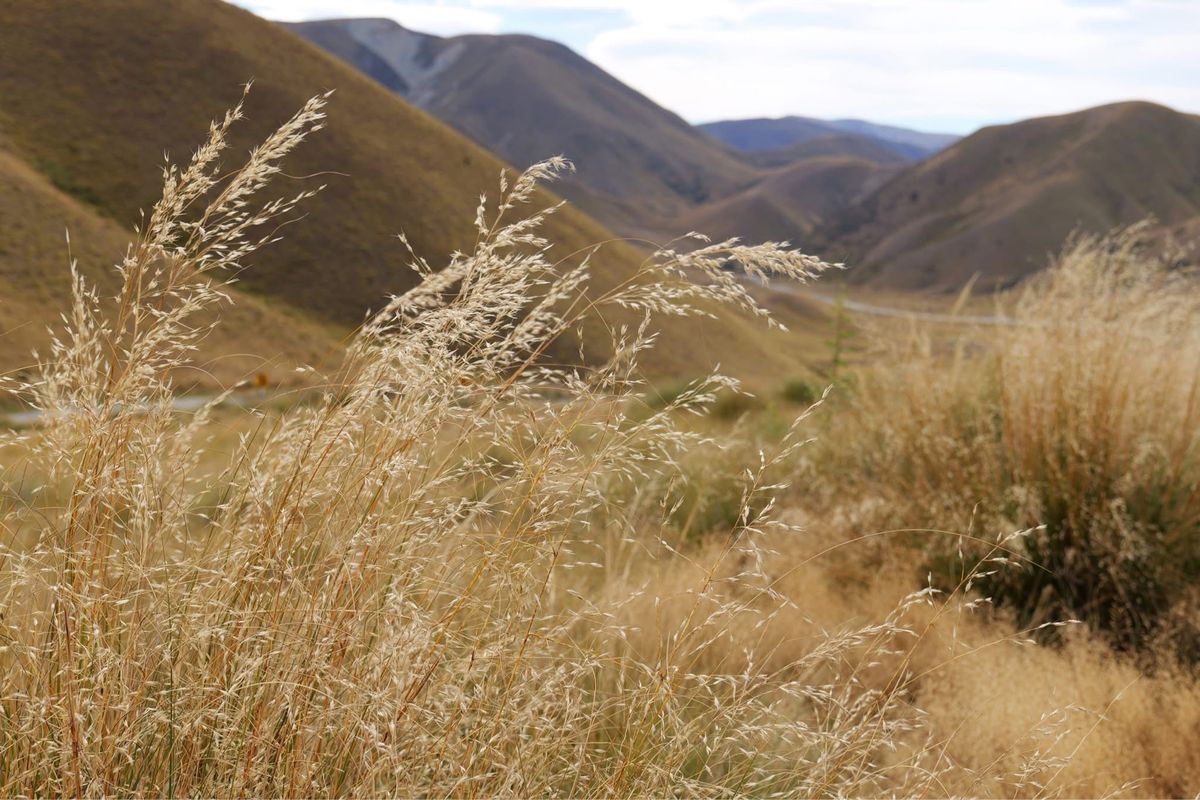 ニュージーランドのドライブ途中