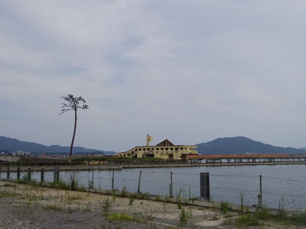 日本・岩手県「奇跡の一本松」の写真