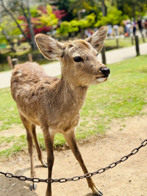 日本・奈良市「奈良 𝐢𝐧 𝐍𝐚𝐫𝐚」の写真