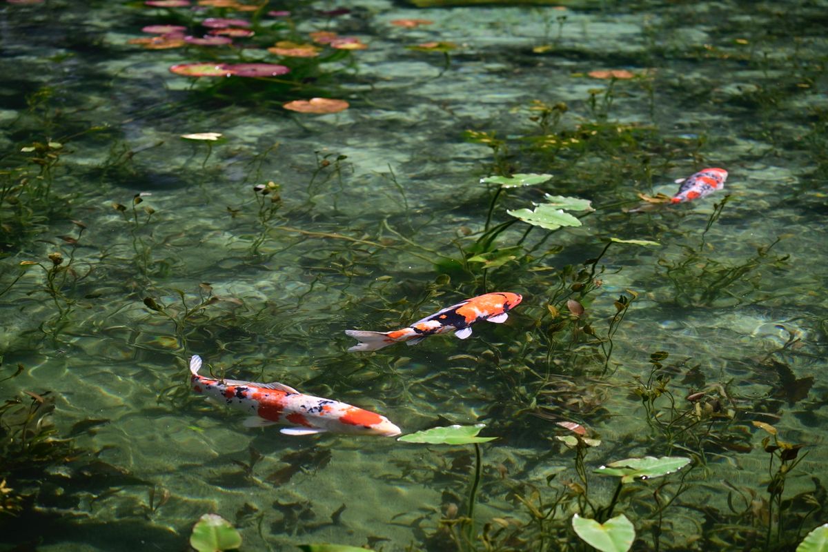 モネの池は蓮の花が咲く頃に行った方がいいかも