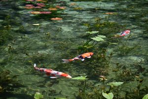 モネの池は蓮の花が咲く頃に行った方がいいかも
