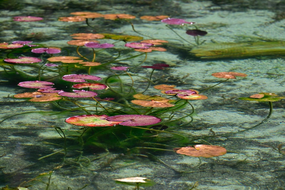 モネの池は蓮の花が咲く頃に行った方がいいかも