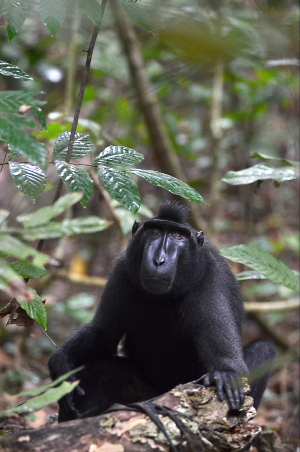 インドネシア・バリ島「クロザルに会いに行く」の写真