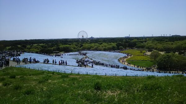 日本・茨城県「ひたちなか海浜公園」の写真