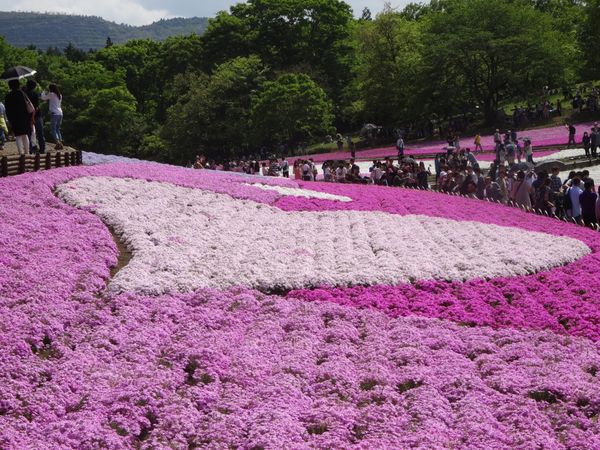 日本・埼玉県「秩父　羊山公園　芝桜」の写真