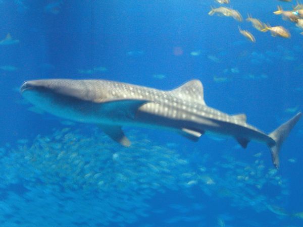 日本・沖縄県「沖縄」の写真