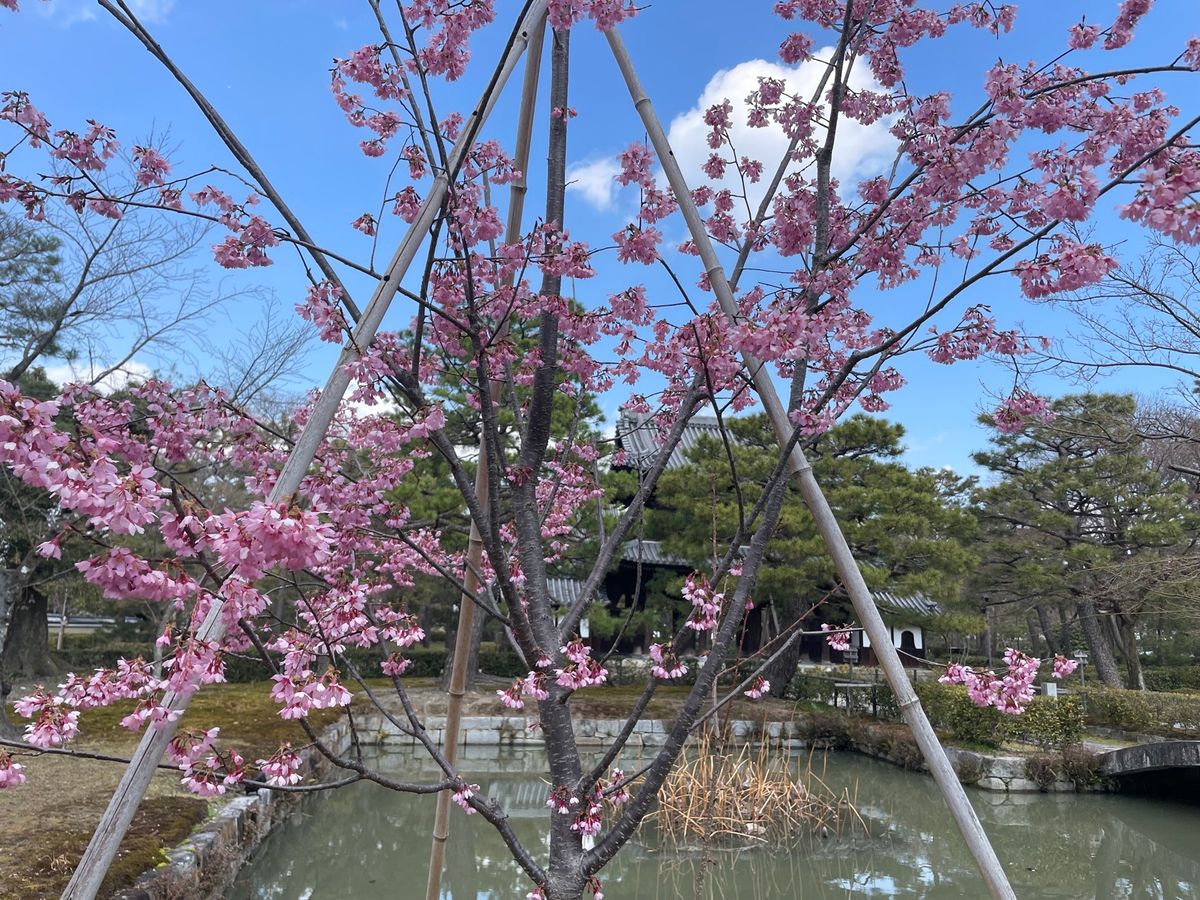 庭園にはあちこちで梅や早咲きの桜が咲いていました。