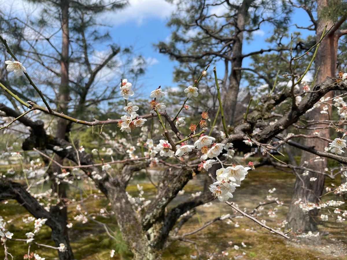 庭園にはあちこちで梅や早咲きの桜が咲いていました。