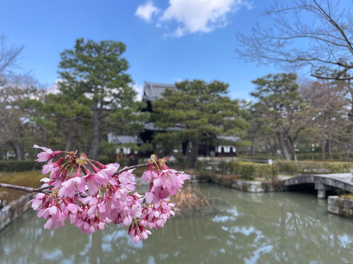 庭園にはあちこちで梅や早咲きの桜が咲いていました。