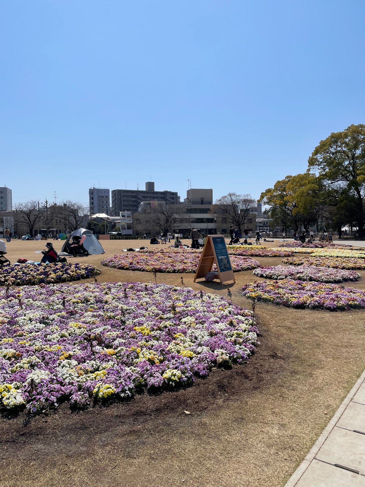 初めは富士見公園
会場も広いし1番お花も多くて綺麗だった
