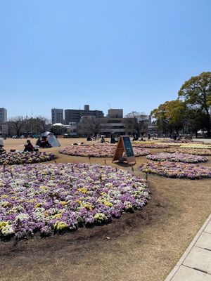 初めは富士見公園
会場も広いし1番お花も多くて綺麗だった