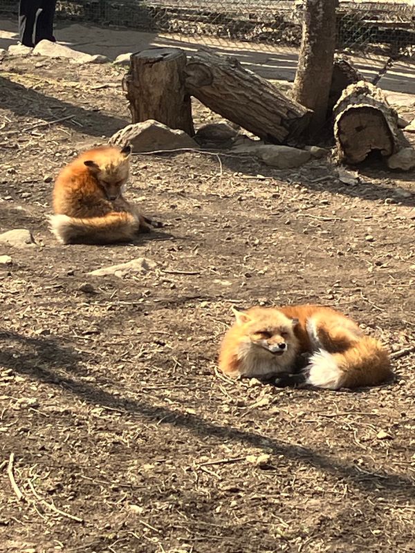 日本・宮城県「白石蔵王」の写真