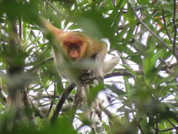 マレーシア「コタキナバル」の写真