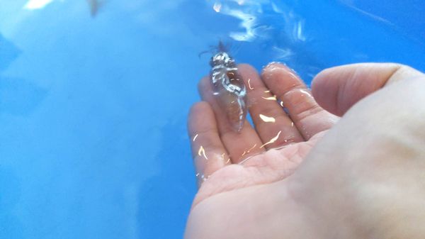 日本・富山県「富山にホタルイカを見に行く旅」の写真：次の日は天候にも恵まれず、朝から雨。
昨...