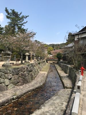 海に浮かぶ厳島神社は壮観。青空に神社の朱色が映えて美しかった。干潮のタイミ...