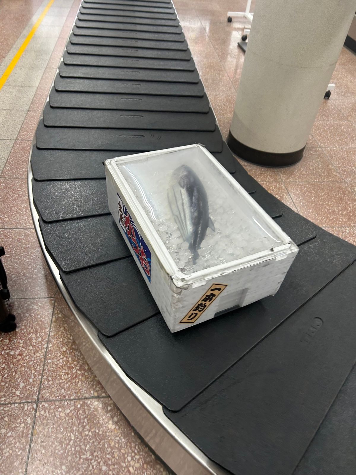 高知龍馬空港に到着。ターンテーブルの上を鰹が流れてました。