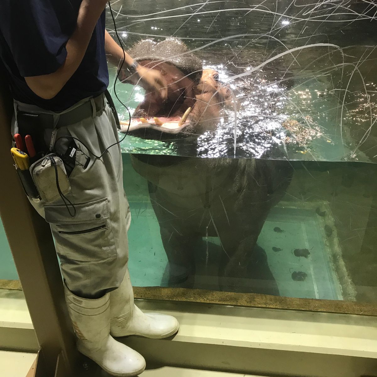 旭山動物園。全体的に近い。