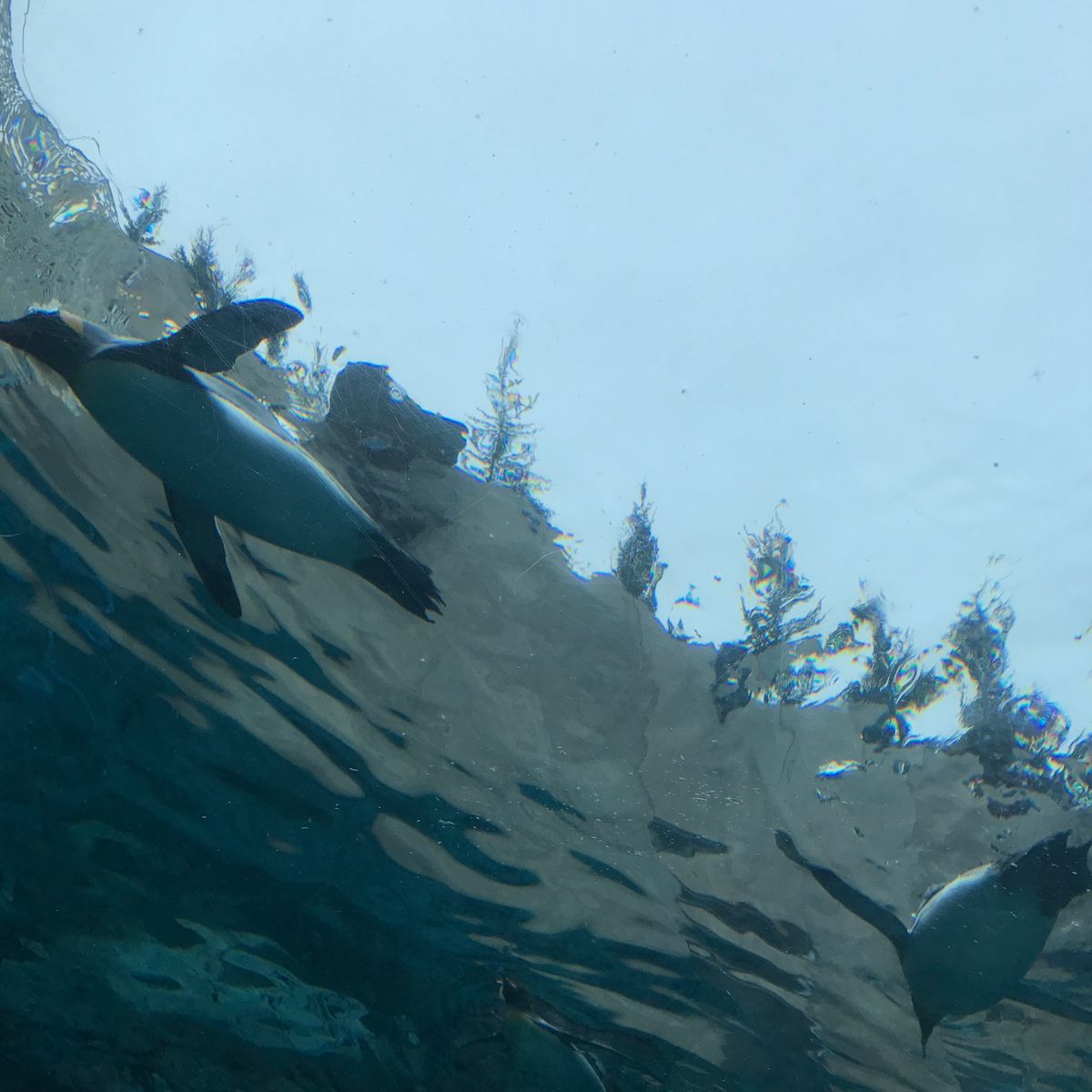 旭山動物園。全体的に近い。