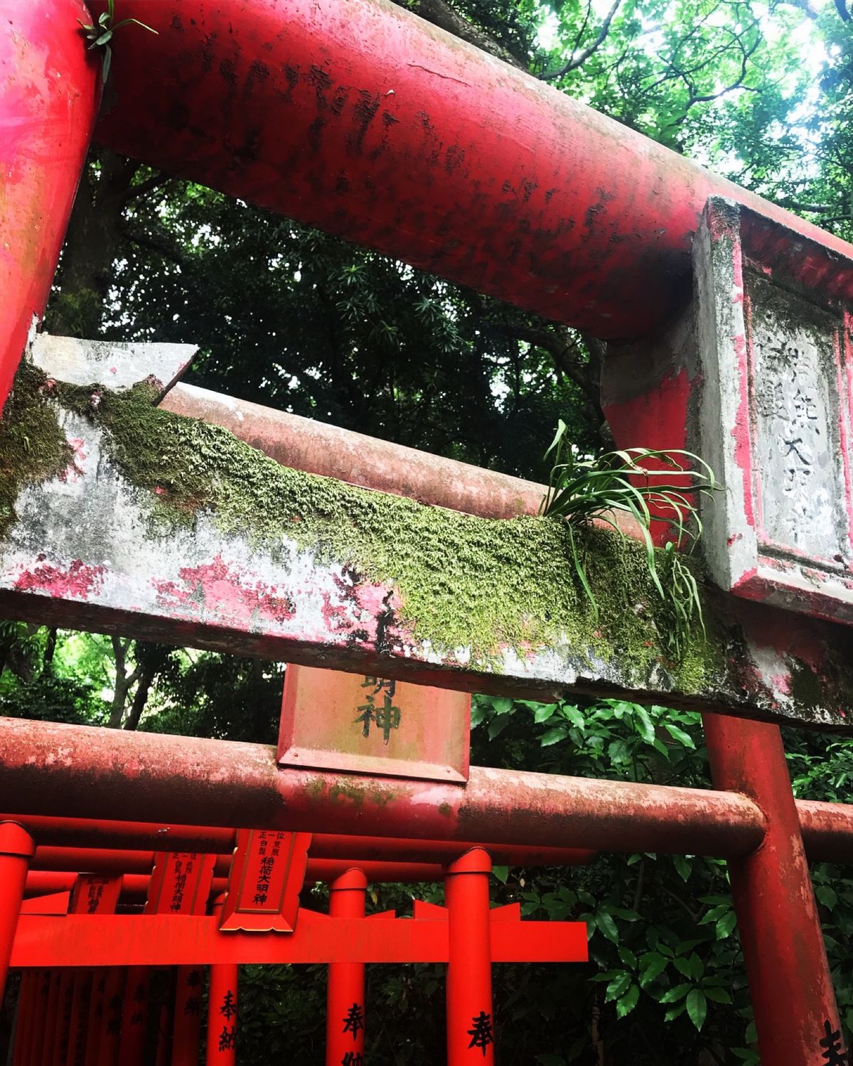 神社巡り。コケが長い歴史と神秘的な雰囲気を出しててよかった。