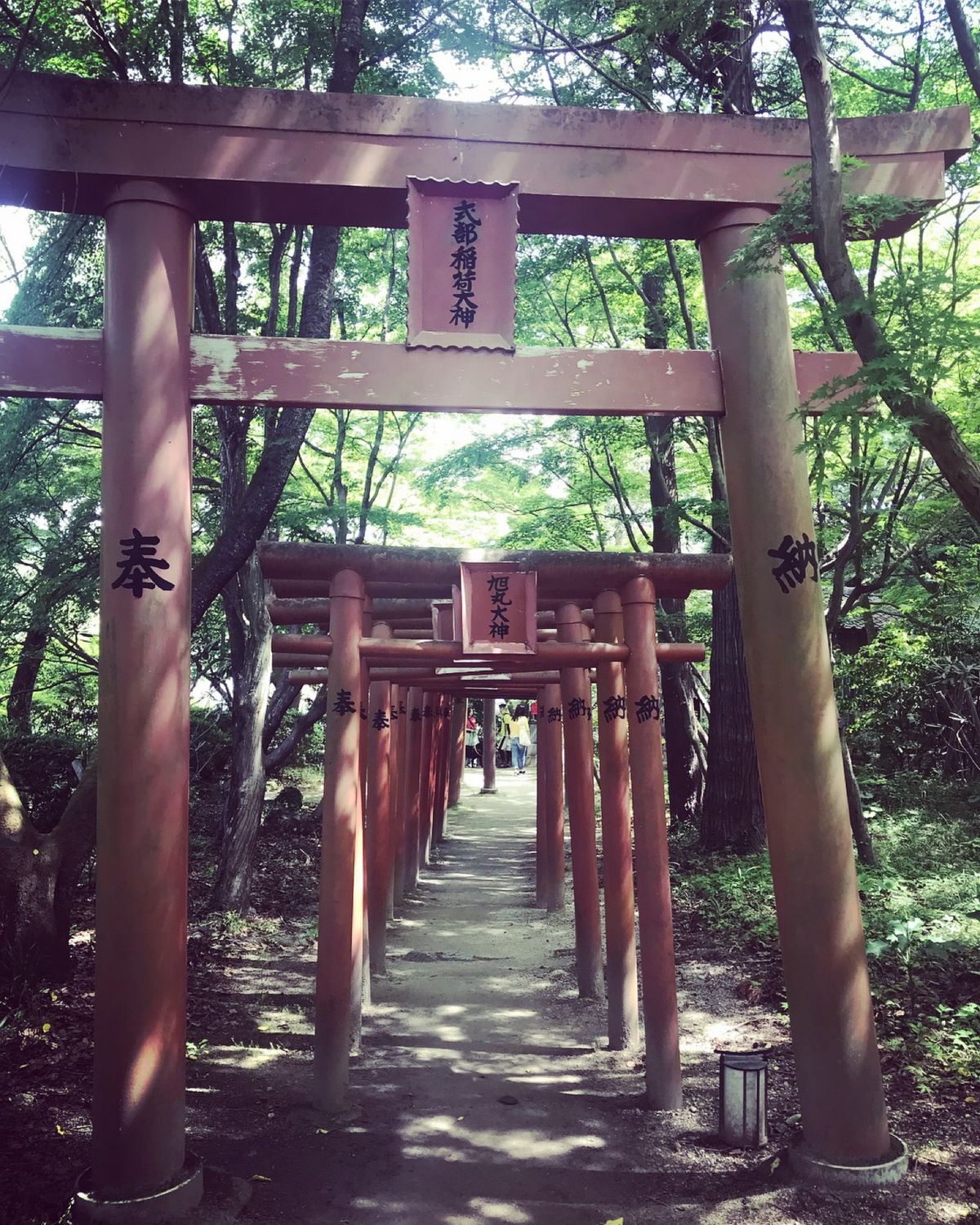 神社巡り。コケが長い歴史と神秘的な雰囲気を出しててよかった。