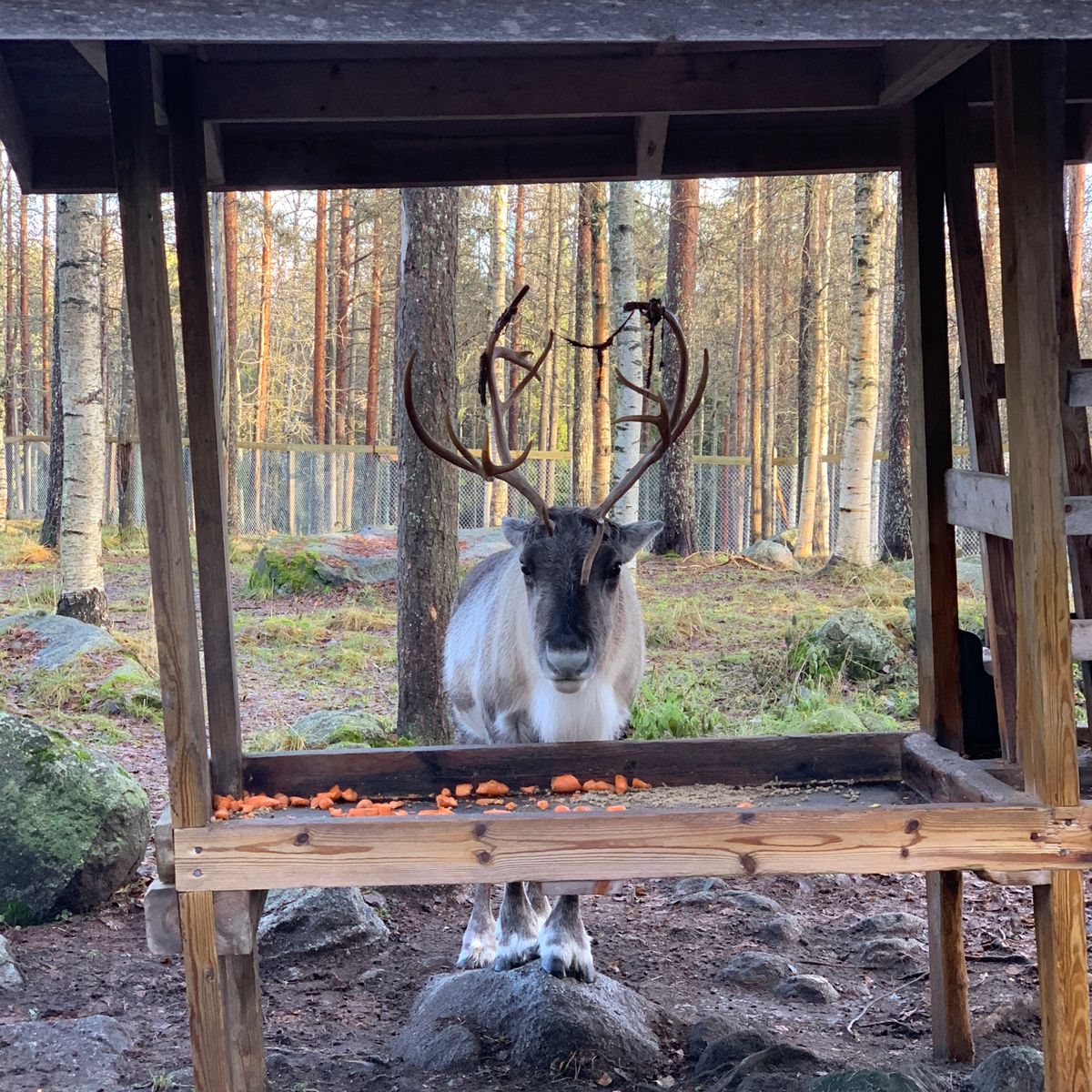 とにかく広くて自然体な動物園。トナカイがいるのはフィンランドならでは。