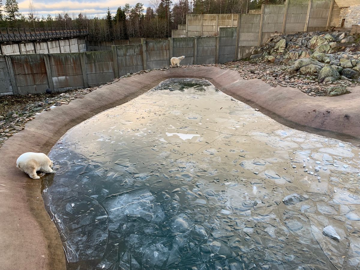 とにかく広くて自然体な動物園。トナカイがいるのはフィンランドならでは。