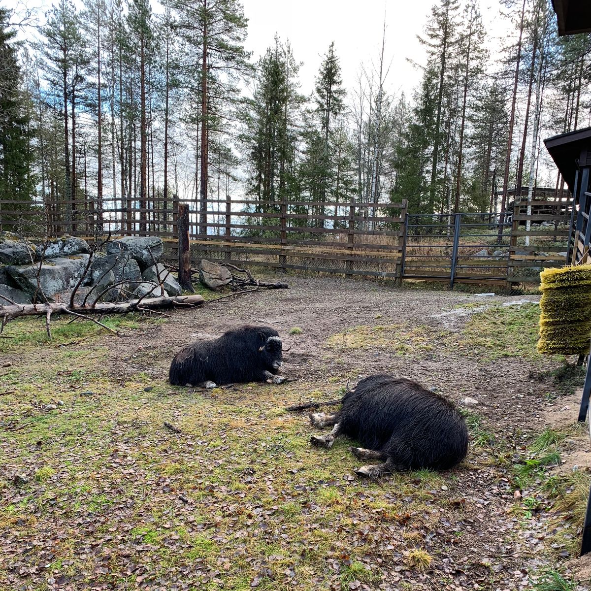 とにかく広くて自然体な動物園。トナカイがいるのはフィンランドならでは。