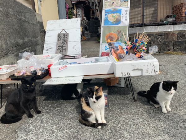 日本・熊本県「2018熊本(天草)」の写真