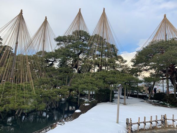 日本・福井県「2018石川・福井」の写真：兼六園素敵でした。雪吊りも石川ならでは。