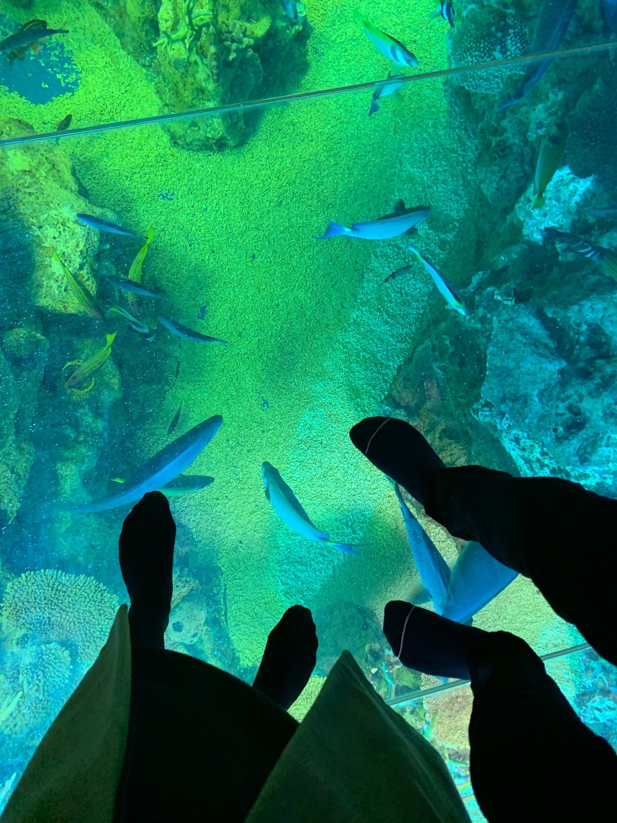 東尋坊はめちゃくちゃ火曜サスペンス劇場でした。
越前松島水族館はアシカにさ...