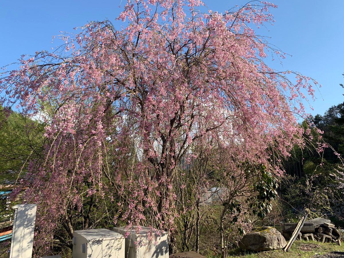 鯉のぼりと🌸
鮎の塩焼きを囲炉裏で🐟