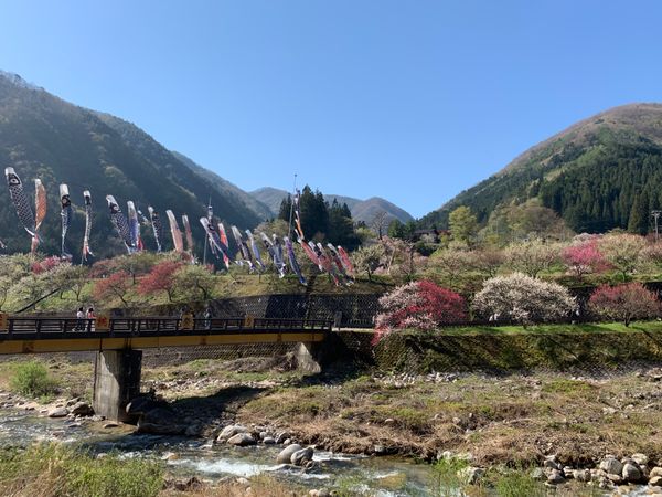 日本・長野県「2019長野(阿智村)」の写真：鯉のぼりと🌸
鮎の塩焼きを囲炉裏で🐟